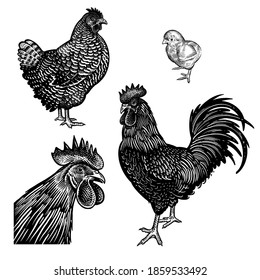 Chicken, rooster, hen and cock head closeup isolated on a white background. Domestic birds. Farm animals series. Vector illustration of poultry. Black and white graphics. Vintage sketch.