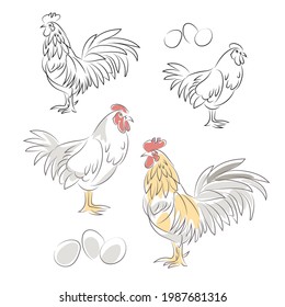 Chicken and rooster line drawing. Isolated on white.