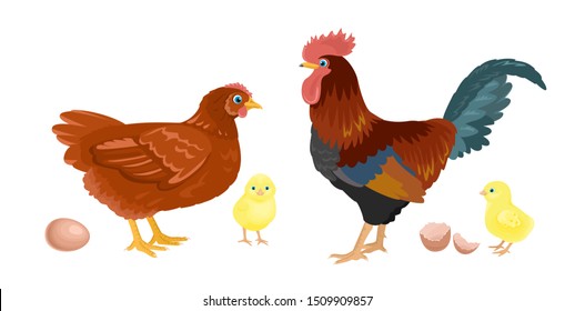 Chicken, rooster, little yellow newborn chicks and eggs isolated on white background. Vector illustration of domestic farm birds in cartoon simple flat style.