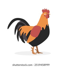 Galo de frango ilustração vetor simples. Galo masculino frango desenho animado clipart, animal em estilo plano. Conceito de animais de fazenda, agricultura rural. Projeto vetorial de galo de aves de capoeira de criação isolado no branco