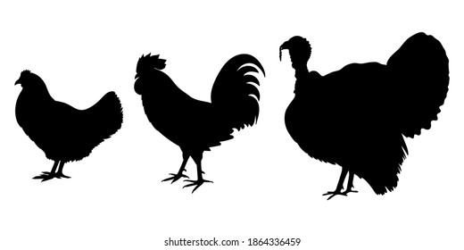 Chicken, rooster and turkey Black silhouettes. Poultry, farm bird graphic design with hen, cock and gobbler icon set. Vector illustration.