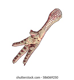 Chicken, rooster, turkey feet. Hand drawing in color. Domestic farm bird or hen leg for cooking. Vector.