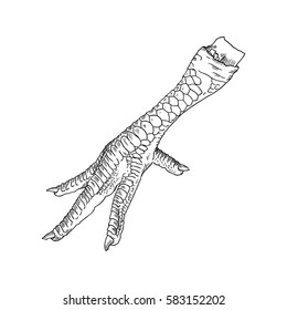 Chicken, rooster, turkey foot. Hand drawing engraving style. Domestic farm bird or hen feet. Black on white background, isolated. Vector.