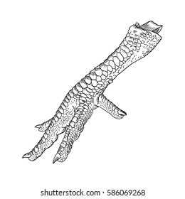 Chicken, rooster, turkey foot. Hand drawing engraving style. Domestic farm bird or hen feet. Black on white background, isolated. Vector.