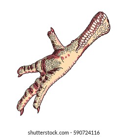 Chicken, rooster, turkey foot. Hand drawing and colored. Domestic farm bird or hen leg, isolated.  Asian bizarre delicious food for cooking. Vector.