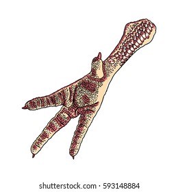 Chicken, rooster, turkey foot. Hand drawing and colored. Domestic farm bird or hen leg, isolated.  Asian bizarre delicious food for cooking. Vector.