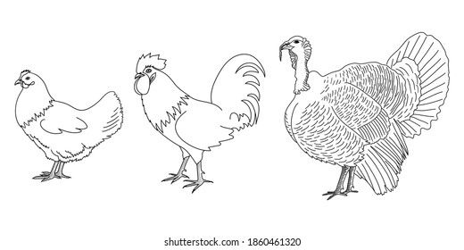 Chicken, rooster and turkey outline silhouette or icon set. Poultry, farm bird graphic design with hen, cock and gobbler. Hand drawn sketch. Vector illustration.