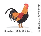 Chicken rooster vector illustration. Cute rooster male chicken cartoon clipart, animal in flat style. Farm animals concept, rural farming. Livestock poultry rooster vector design isolated on white