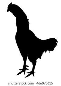 Chicken, rooster vector silhouette isolated on white background.