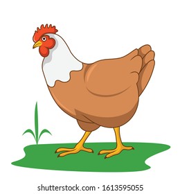 the chicken runs in the yard