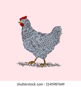 Chicken set, hen, rooster character vector illustration.