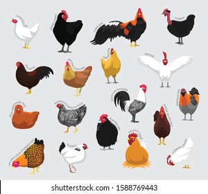 Chicken Set Various Kind Identify Cartoon Vector