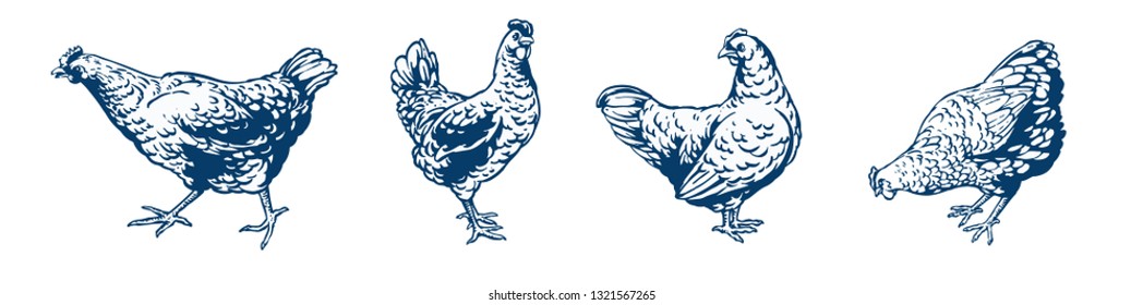 chicken set vector