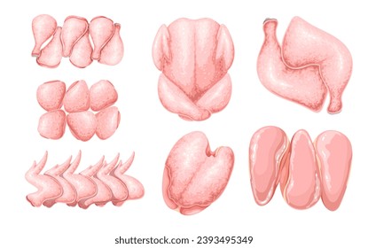 Chicken set vector illustration. Cartoon isolated raw whole broiler carcass and parts collection, fresh skinless breast and leg with skin and bone, thighs and drumsticks, uncooked chicken wings