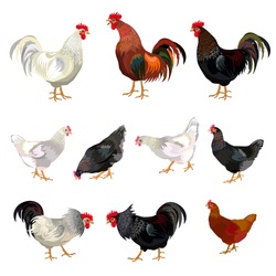 Chicken Set. Vector Illustration Isolated On White Background
