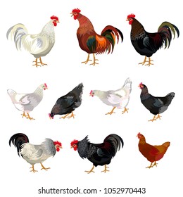 Chicken set. Vector illustration isolated on white background