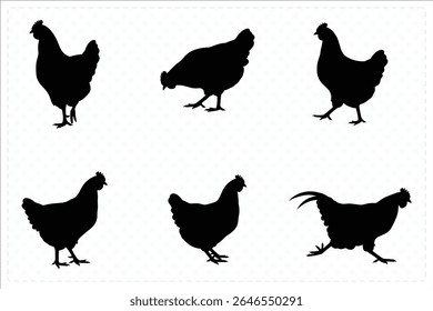 Chicken silhouette collection with rooster hen walking, running, standing poses chick in side views for farm and poultry illustrations