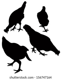 chicken silhouette vector