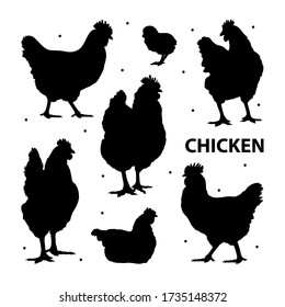 Chicken silhouettes. Realistic silhouettes of hens.  A set of silhouettes of chickens. Different poses of hens and chick