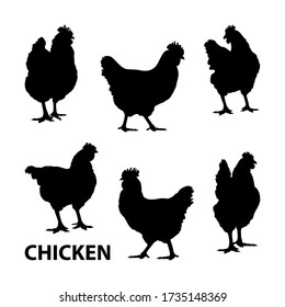 Chicken silhouettes. A set of silhouettes of chickens. Realistic silhouettes of hens. Different poses of hens