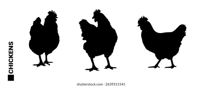 Chicken Silhouettes Set – Hens in Various Poses. A collection of realistic black silhouettes featuring hens and chicks