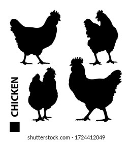 Chicken silhouettes. Variety silhouettes chicken. Realistic silhouettes of hens. A set of silhouettes of chickens