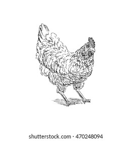 Chicken sketch. Hand drawn vector illustration.