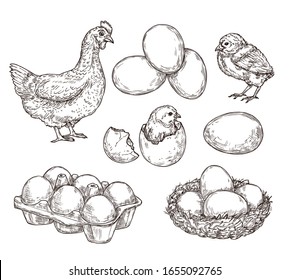 Chicken sketch. Healthy natural farm eggs. Vintage hand drawn hen bird, little chick nest. Isolated rustic products vector illustration