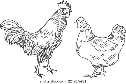 Chicken sketch. Hen and rooster drawing. Farm poultry