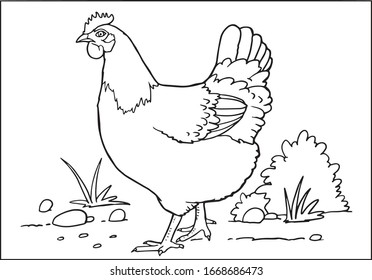 Chicken sketch on white background