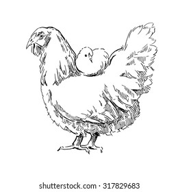 Chicken sketch. Vector illustration isolated on white background.