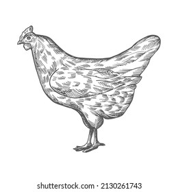 Chicken sketch. Vector vintage illustration hand drawn chicken sketch isolated on white background. Side view.