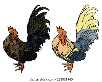 Chicken sketchbook