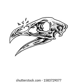 Chicken Skull Images, Stock Photos & Vectors | Shutterstock