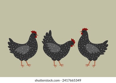 Pollo con plumas moteadas, tres gallinas.