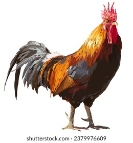 Chicken standing drawing illustration with white background