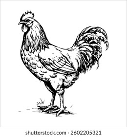A chicken is standing in a field