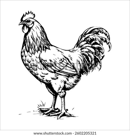 A chicken is standing in a field