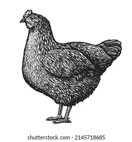 Chicken standing isolated on white background. Farm bird in sketch style. Vector illustration