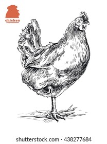 chicken standing on one leg