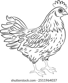 Chicken. Thin black lines. Only the outline. For coloring.