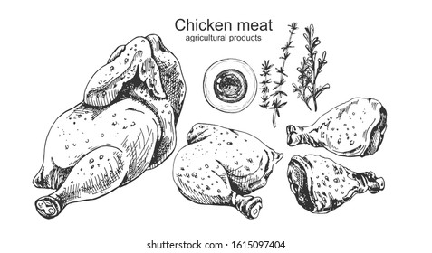 chicken, thyme, rosemary, oil, graphics, hand drawing on a white background, industrial design, menu, advertising