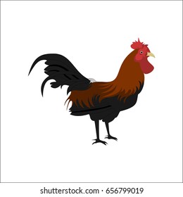 chicken vector