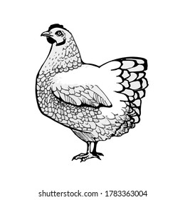 chicken vector graphics . chicken illustration of a graphic liner, engraved in vintage style. illustration for farms and production, eco product, natural. Label for chicken of the product.