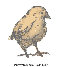 chicken vector, hand draw 