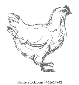 chicken vector, hand draw sketch 