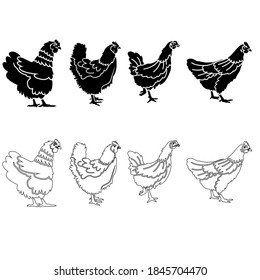 Juego de iconos de vector de pollo. Colección de signos de ilustración de granja. símbolo de la ventana.