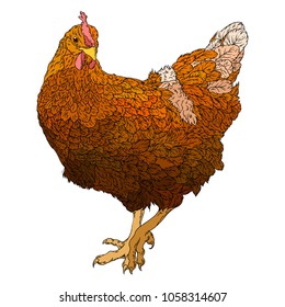 Chicken. Vector illustration.