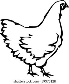 Chicken Vector Illustration