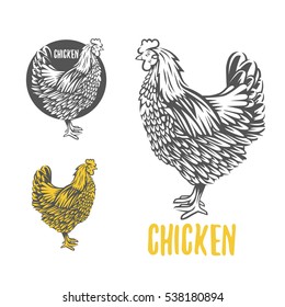 Chicken. Vector illustration. Badges and design elements for the chicken manufacturing.

